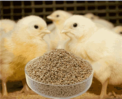 Crumble de démarrage pour poulets de chair